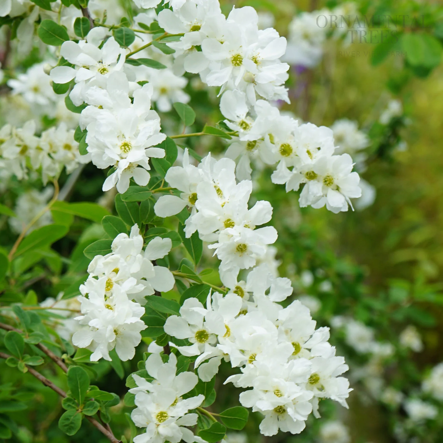 Exochorda x macrantha 'The Bride' Tree