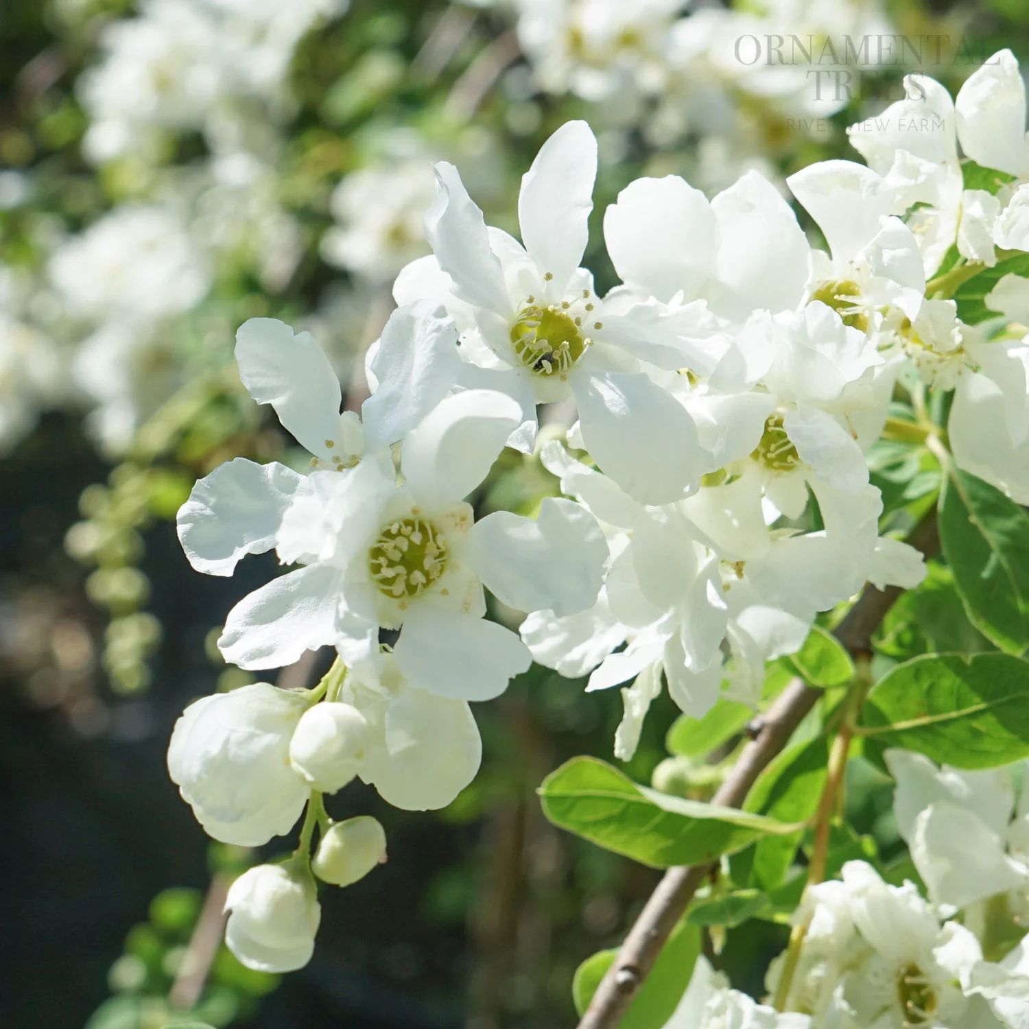 Exochorda x macrantha 'The Bride' Tree - Image 2