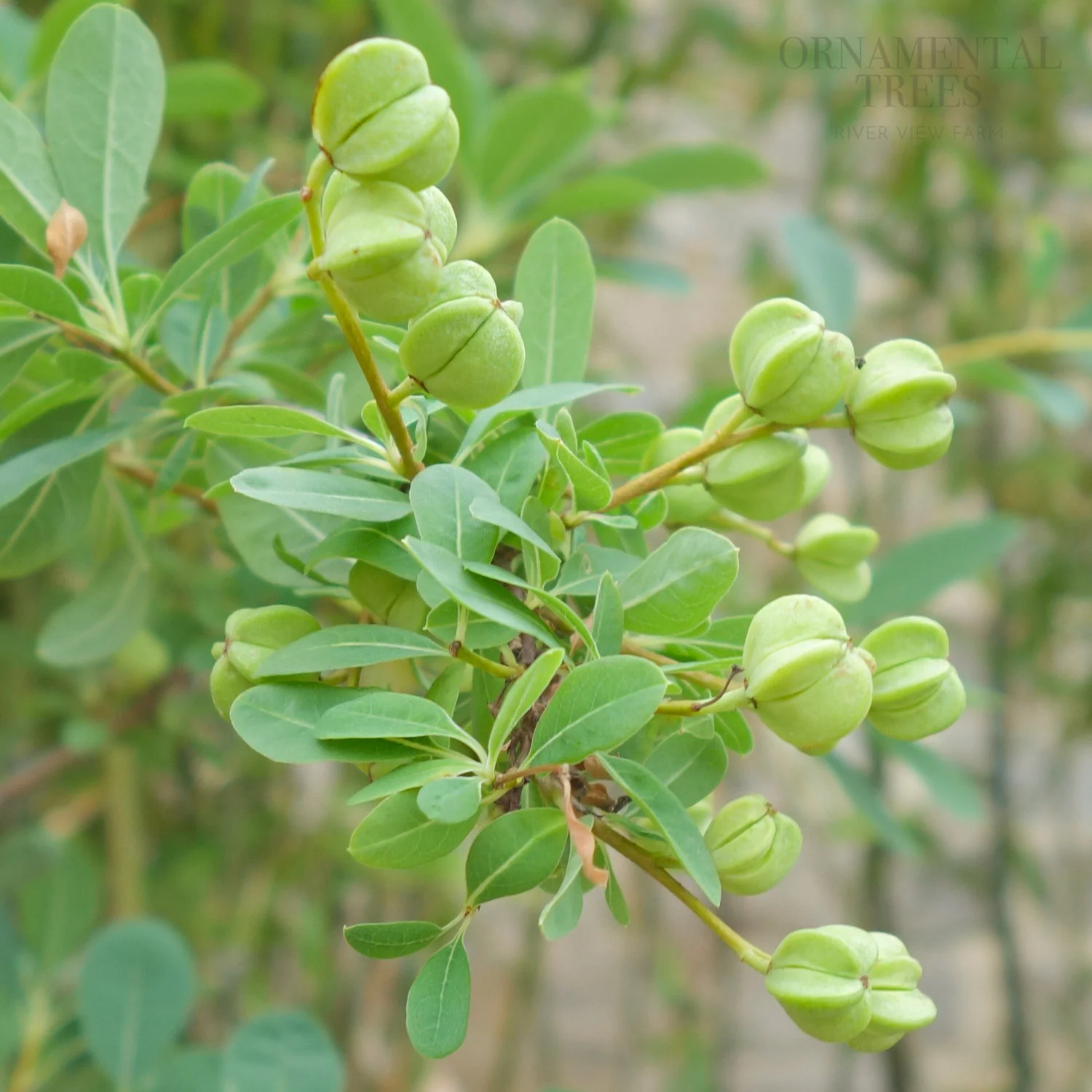 Exochorda x macrantha 'The Bride' Tree - Image 3