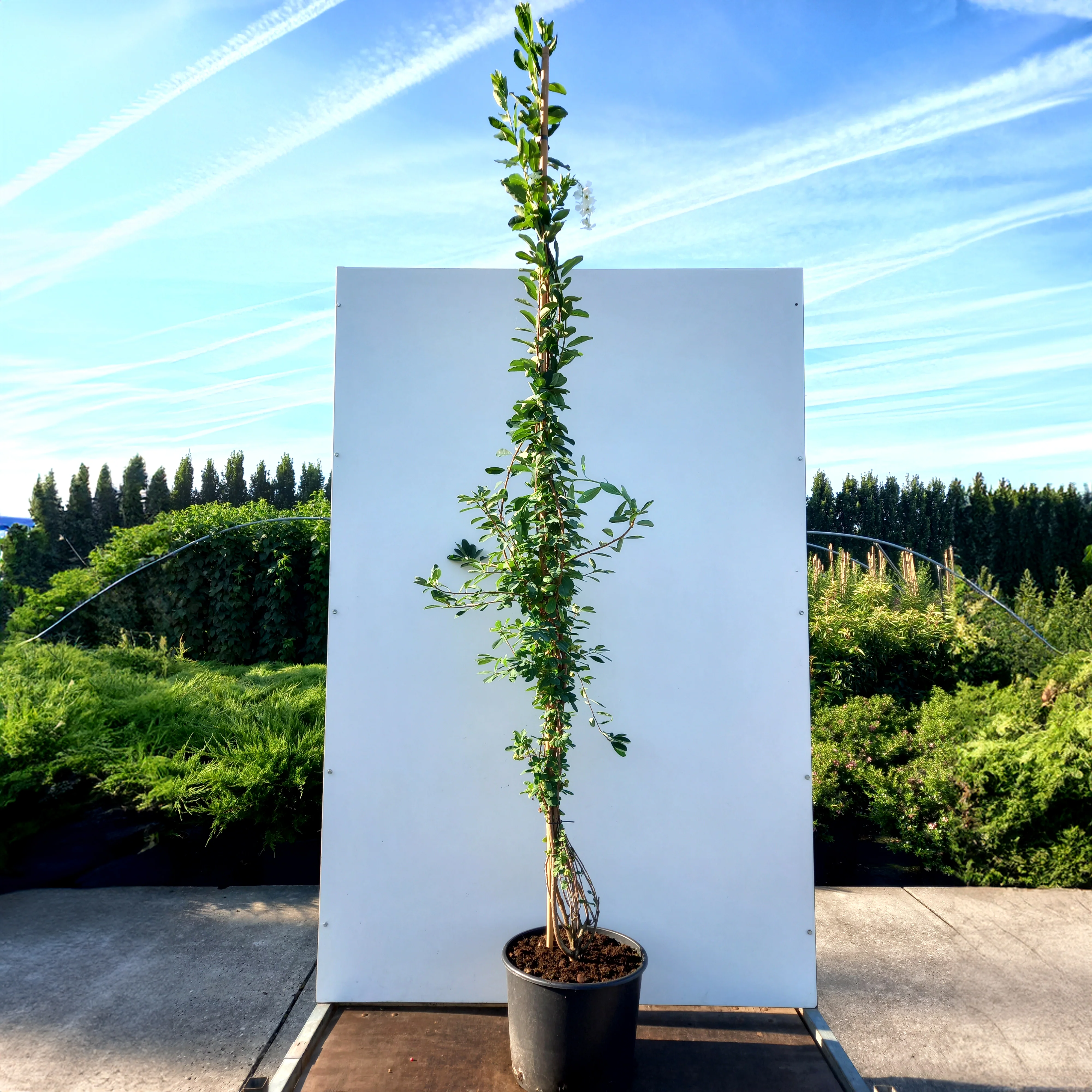 Exochorda x macrantha 'The Bride' Tree - Image 4