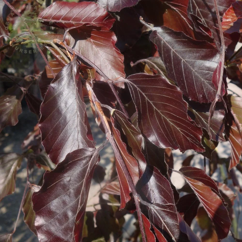 Fagus sylvatica 'Black Swan' Tree - Image 2