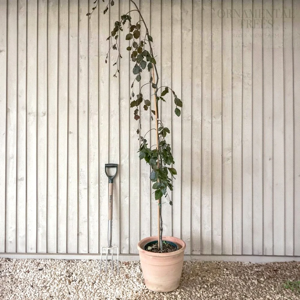 Fagus sylvatica 'Black Swan' Tree - Image 4