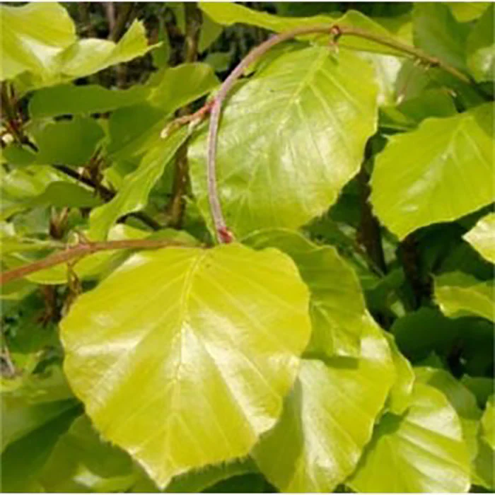 Fagus sylvatica 'Dawyck Gold' Tree