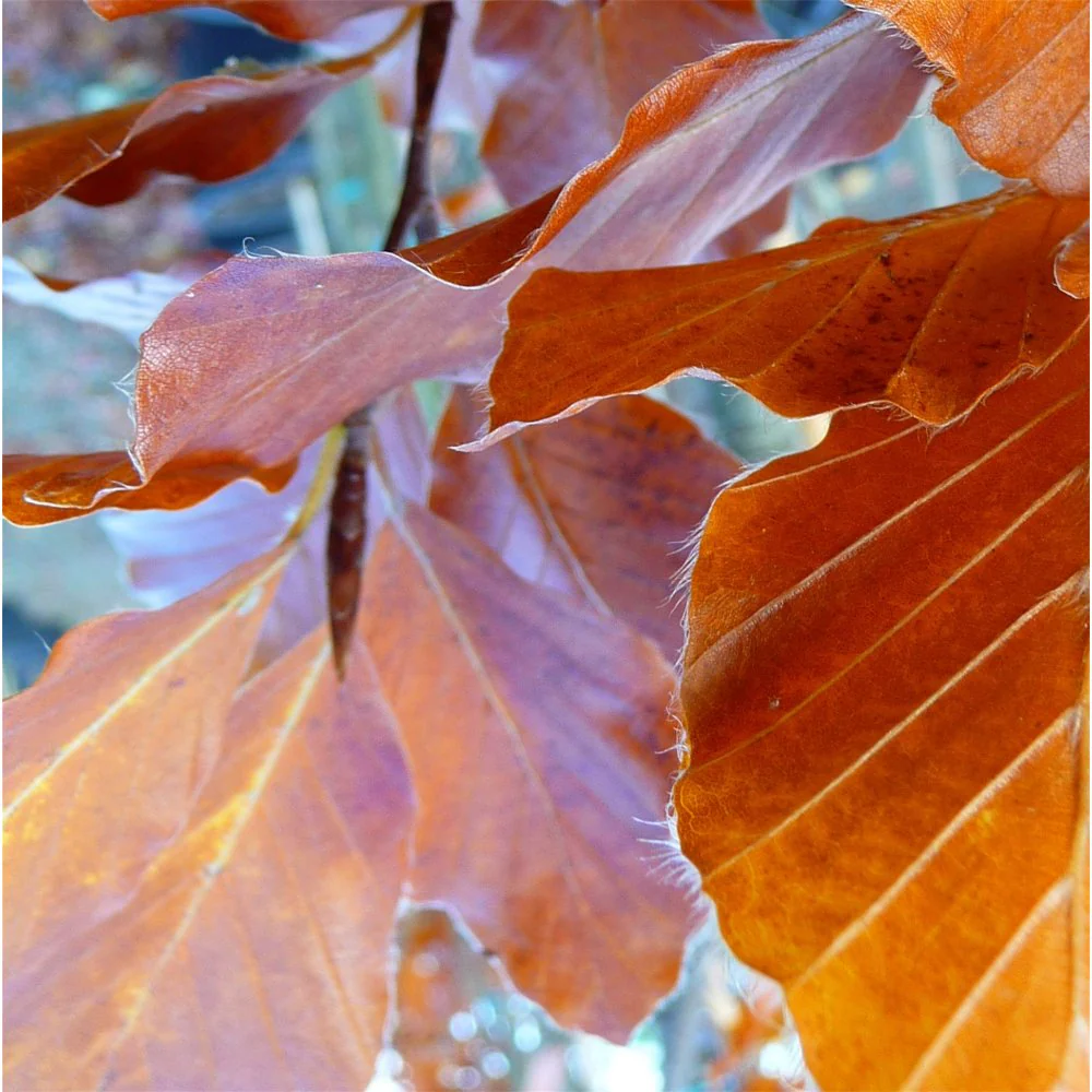 Fagus sylvatica 'Dawyck Gold' Tree - Image 2