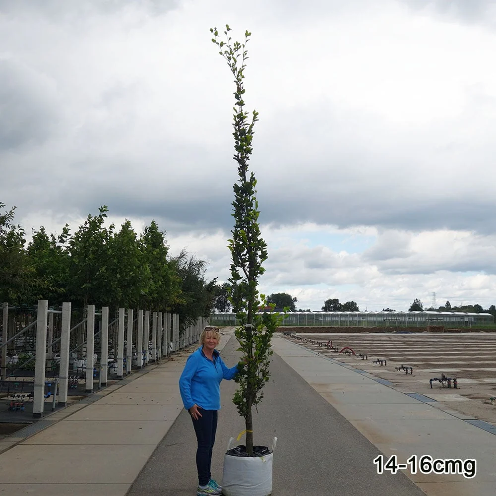 Fagus sylvatica 'Dawyck Gold' Tree - Image 5