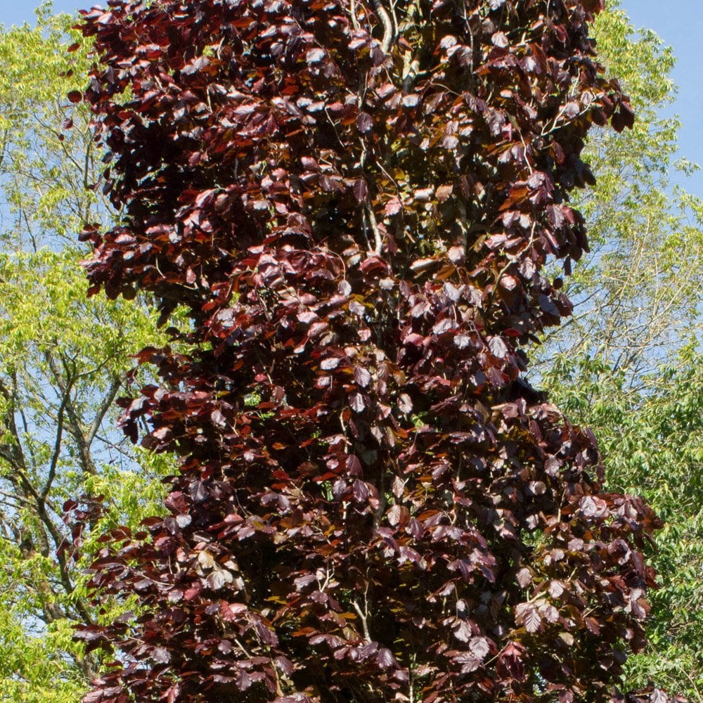 Fagus sylvatica 'Dawyck Purple' Tree - Image 2