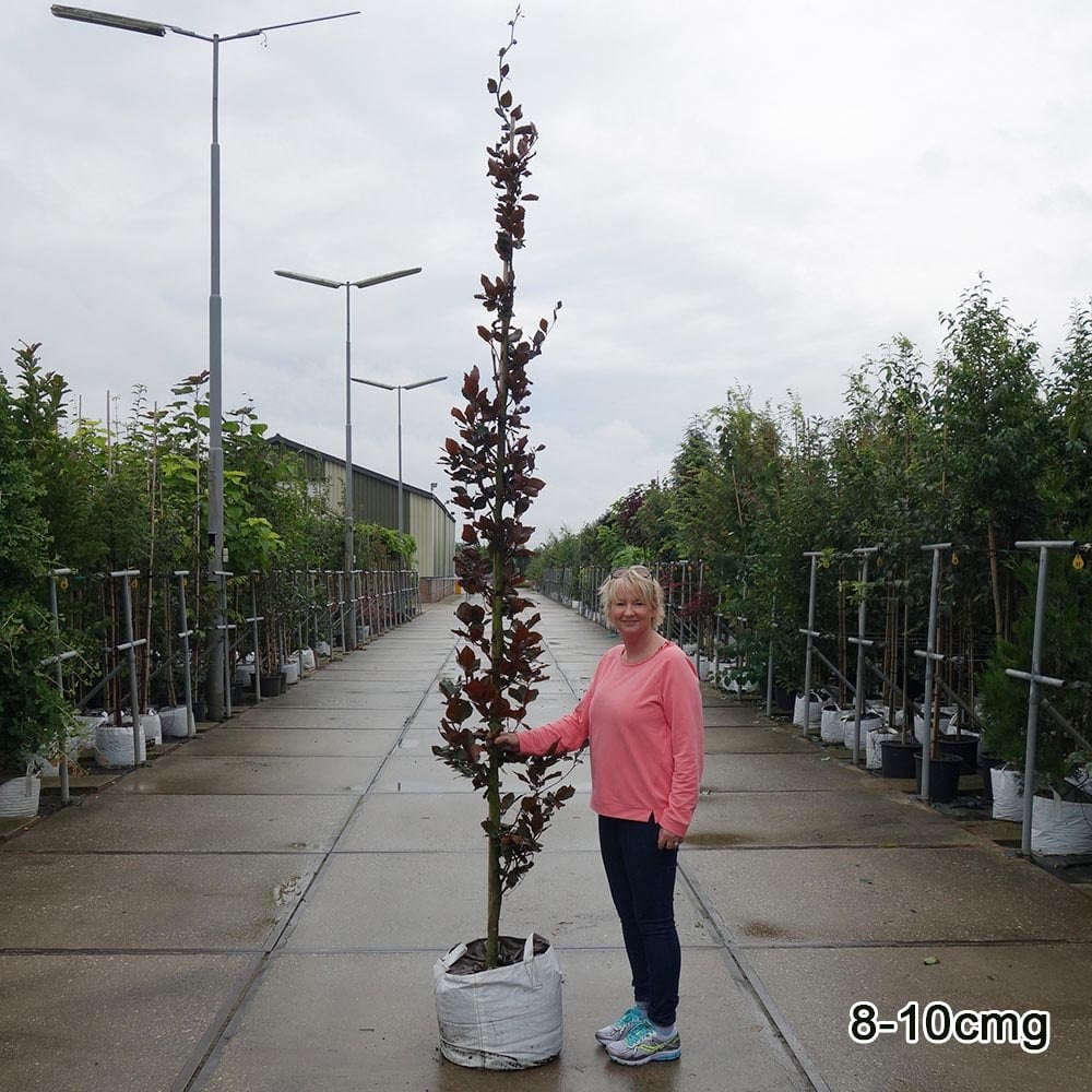 Fagus sylvatica 'Dawyck Purple' Tree - Image 4