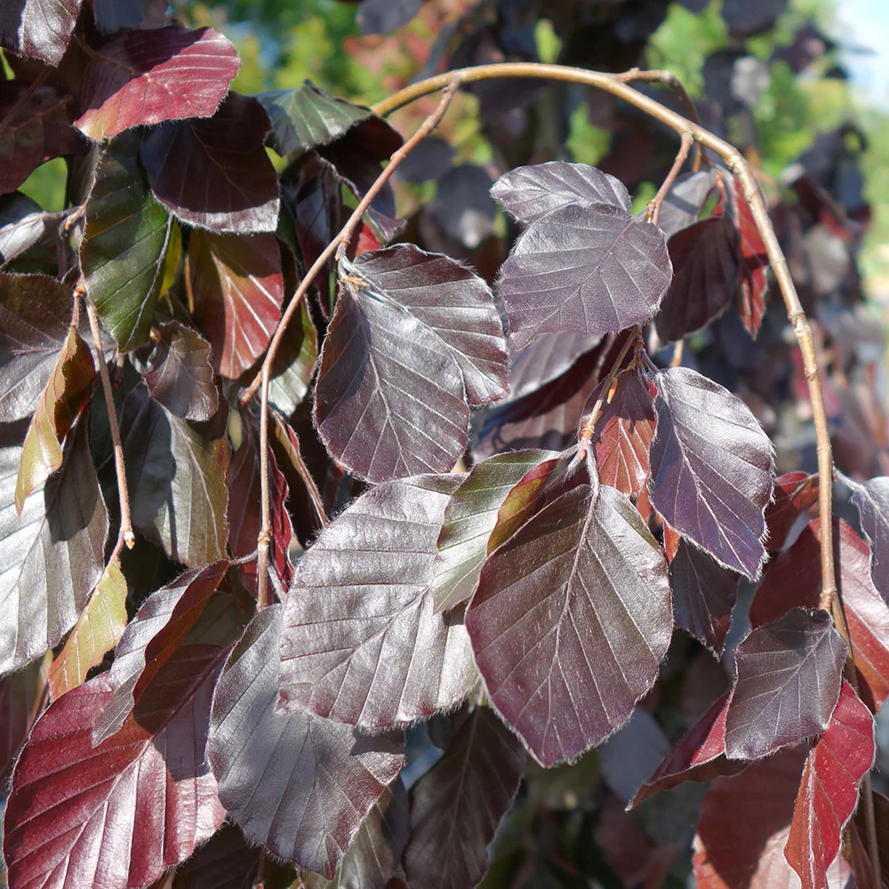 Fagus sylvatica 'Purple Fountain' Tree