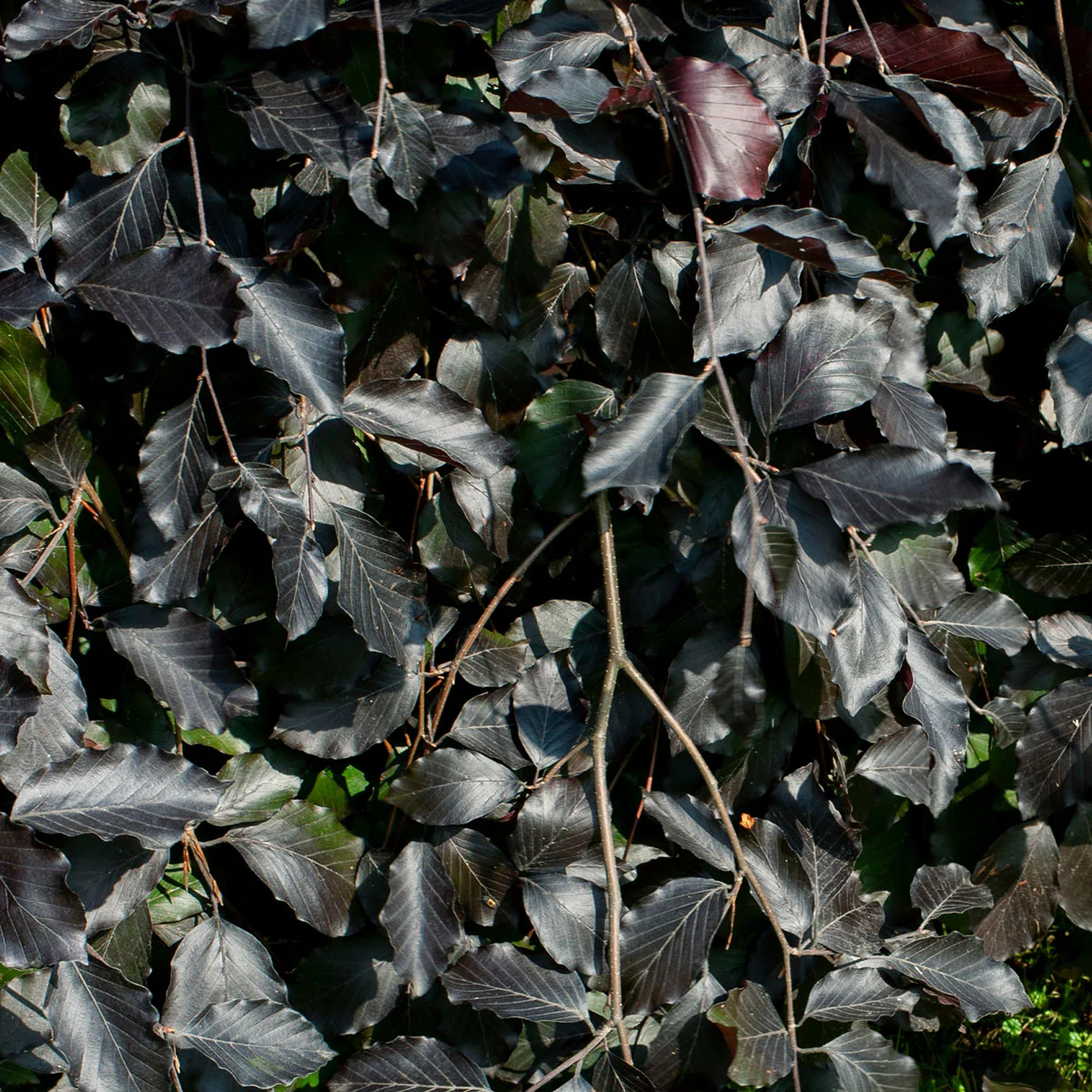 Fagus sylvatica 'Purpurea Pendula' Tree