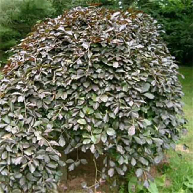 Fagus sylvatica 'Purpurea Pendula' Tree - Image 2