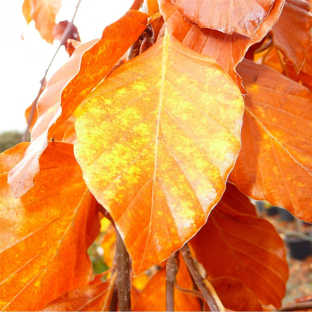 Fagus sylvatica 'Purpurea Pendula' Tree - Image 3