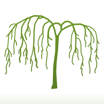 Fagus sylvatica 'Purpurea Pendula' Tree - Image 4