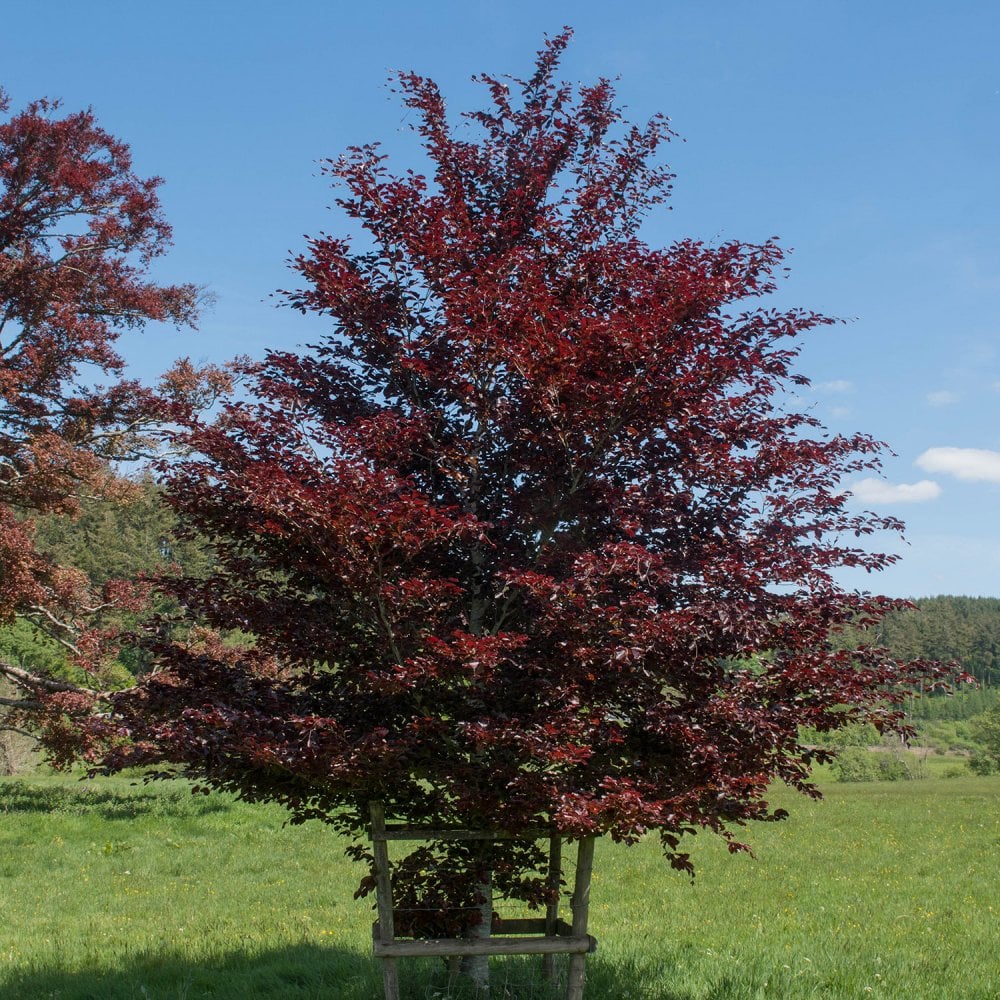 Fagus sylvatica purpurea Tree