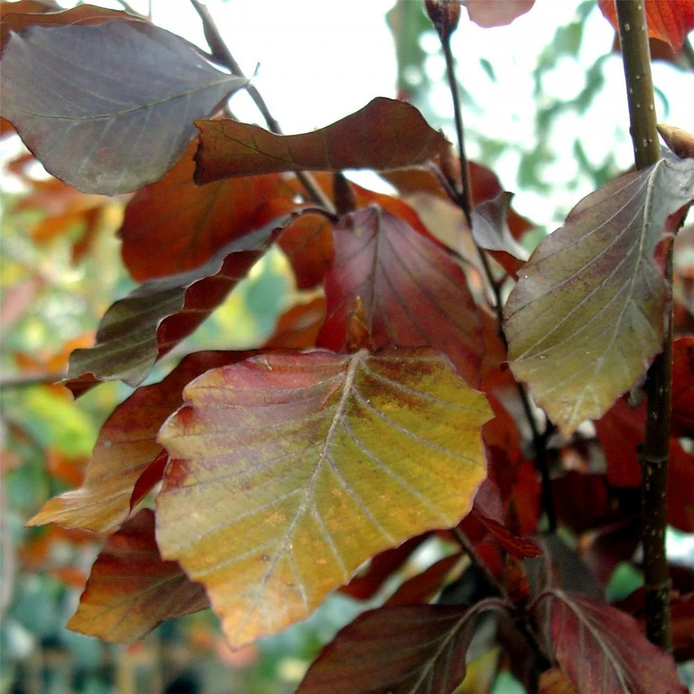 Fagus sylvatica purpurea Tree - Image 2