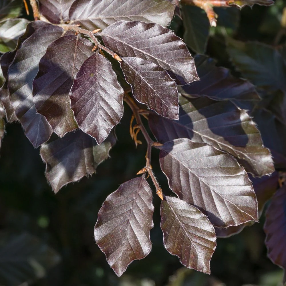 Fagus sylvatica purpurea Tree - Image 3