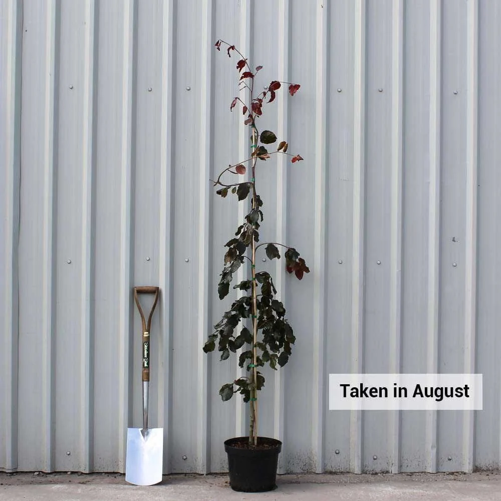 Fagus sylvatica purpurea Tree - Image 4