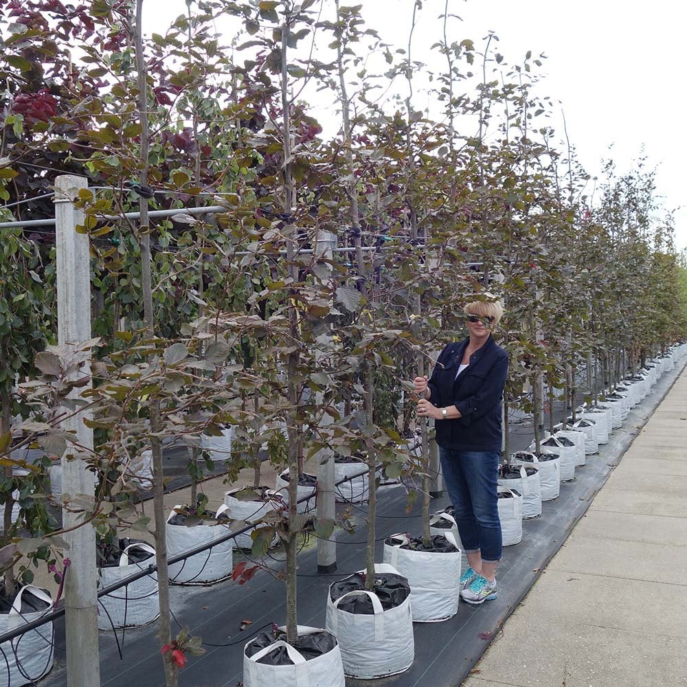 Fagus sylvatica purpurea Tree - Image 6
