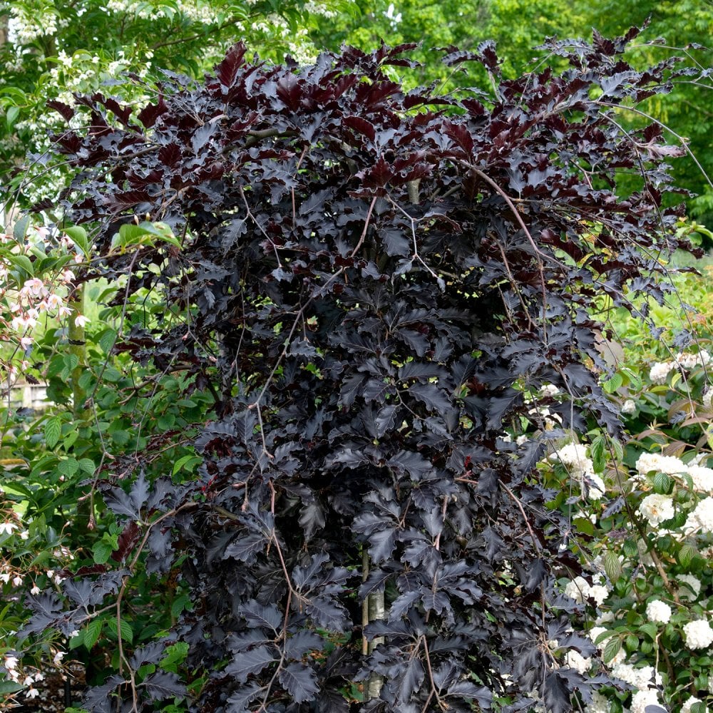 Fagus sylvatica 'Rohan Green Weeping' Tree