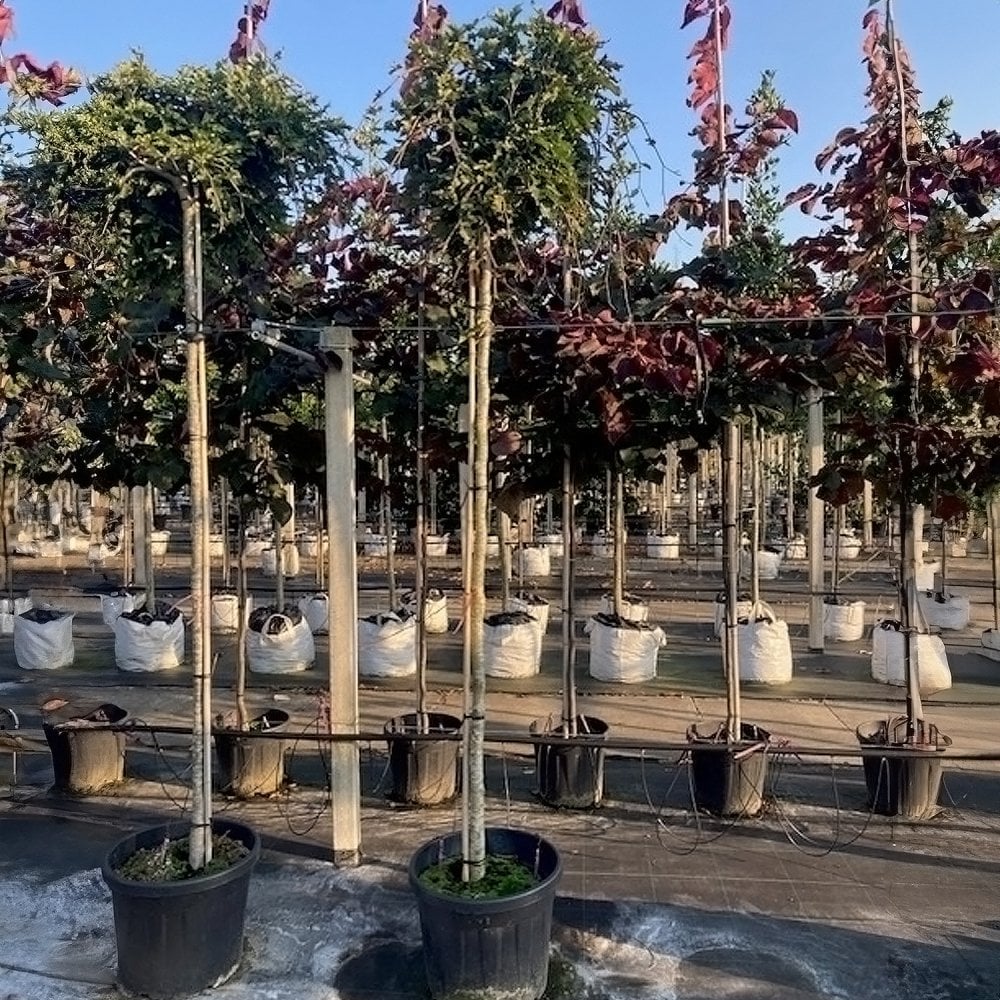 Fagus sylvatica 'Rohan Green Weeping' Tree - Image 3