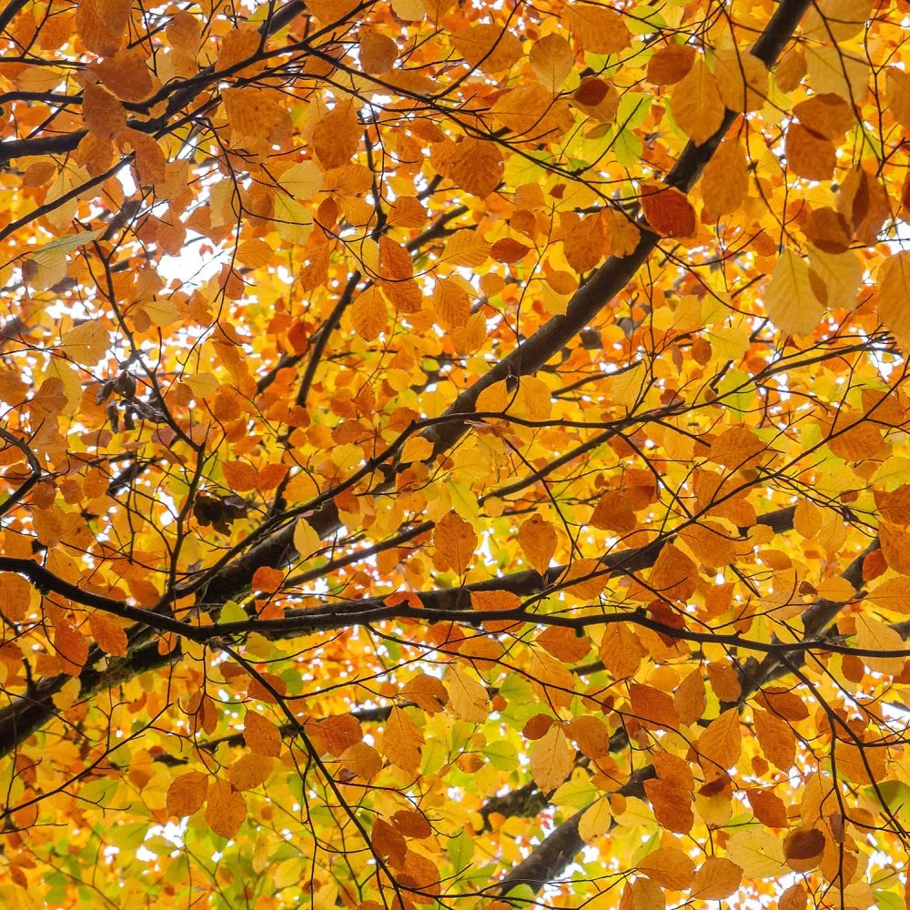 Fagus sylvatica Tree - Image 2