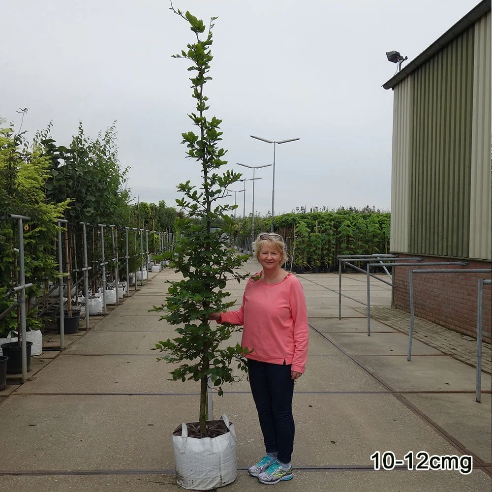 Fagus sylvatica Tree - Image 3