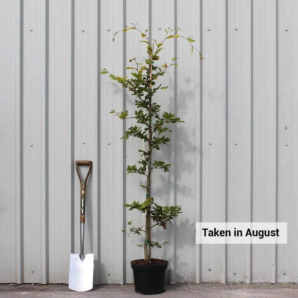 Fagus sylvatica Tree - Image 4