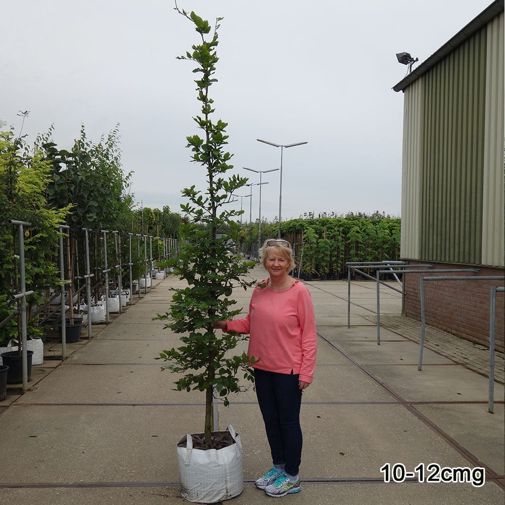 Fagus sylvatica Tree - Image 5