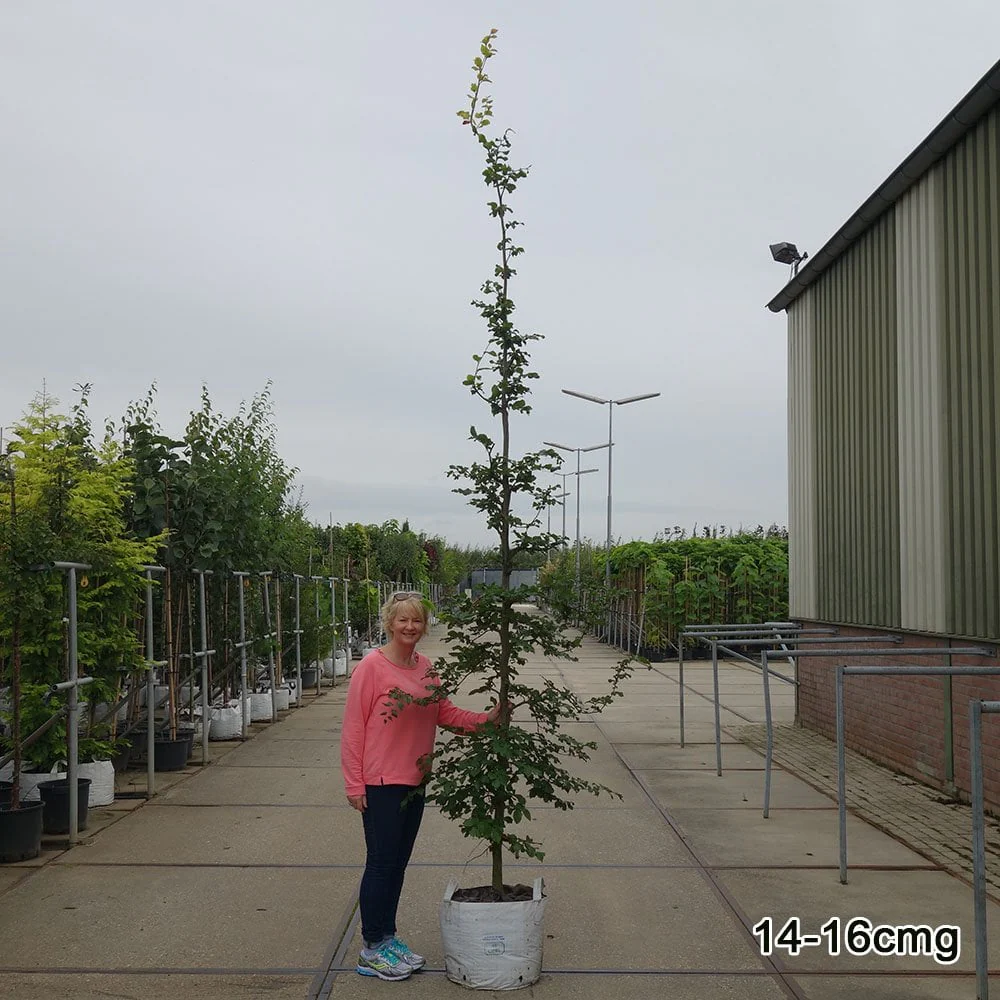 Fagus sylvatica Tree - Image 6