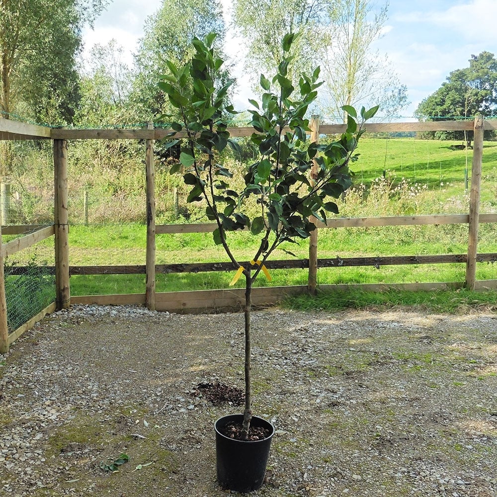 Family Apple Tree | Cox, James Grieve & Katy - Image 2