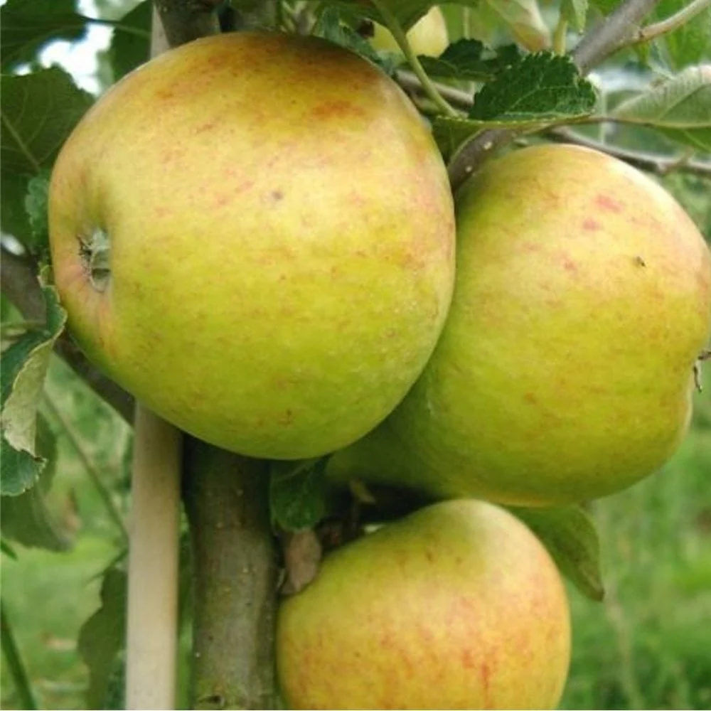 Family Apple Tree | Cox, James Grieve & Katy - Image 3