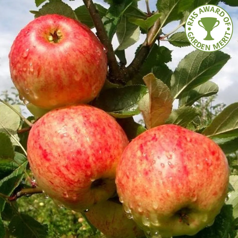 Family Apple Tree | Cox, James Grieve & Katy - Image 4