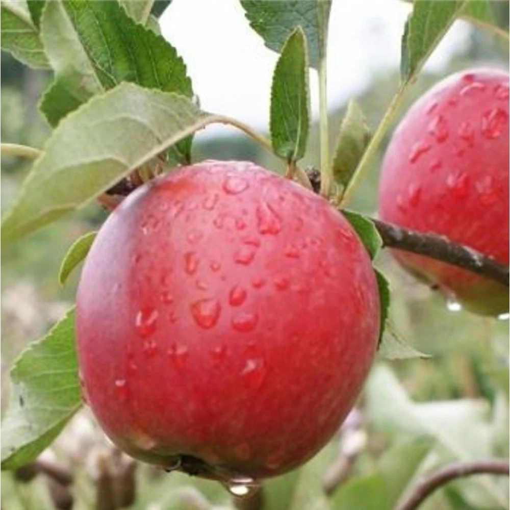 Family Apple Tree | Cox, James Grieve & Katy - Image 5