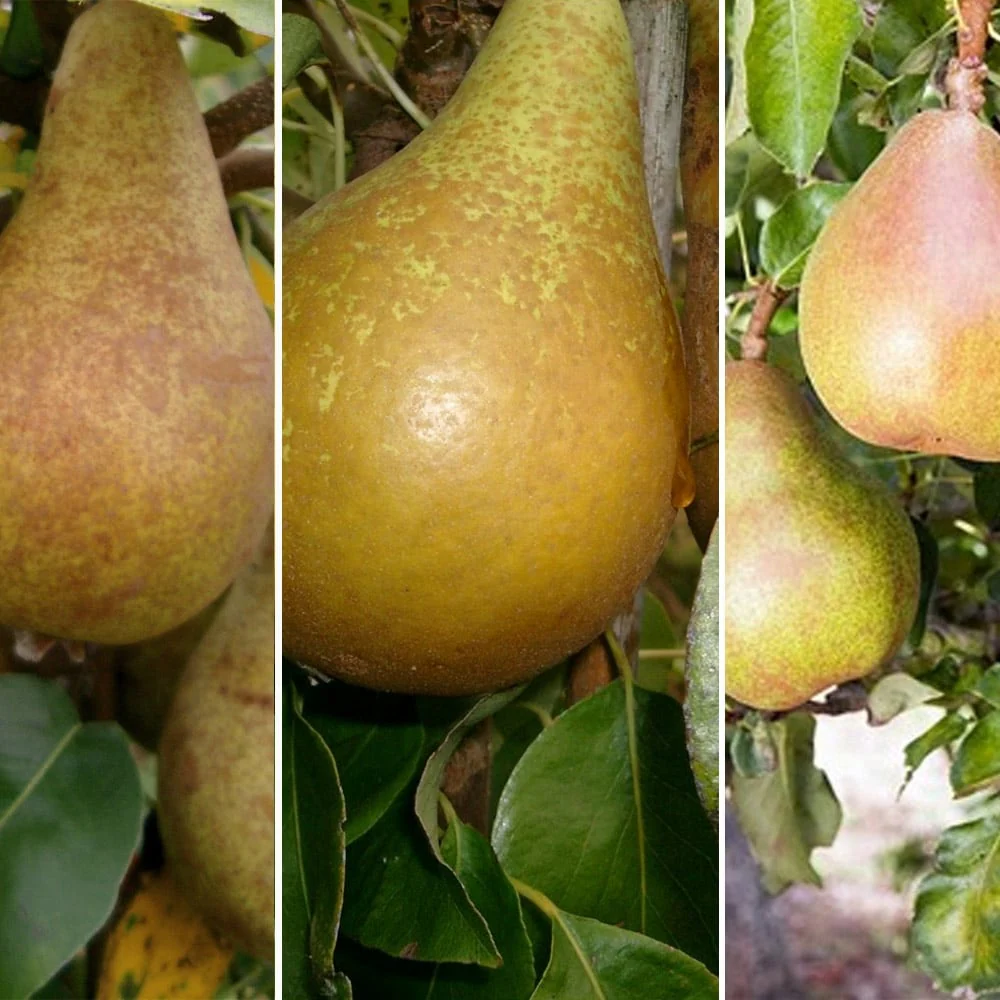 Pear Trees