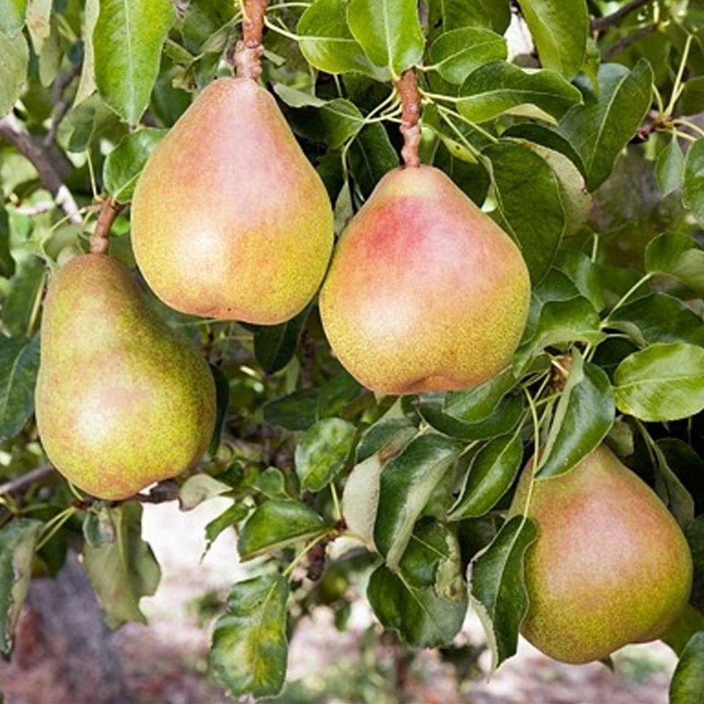 Family Pear Tree | Comice, Concorde & Conference Pear - Image 3