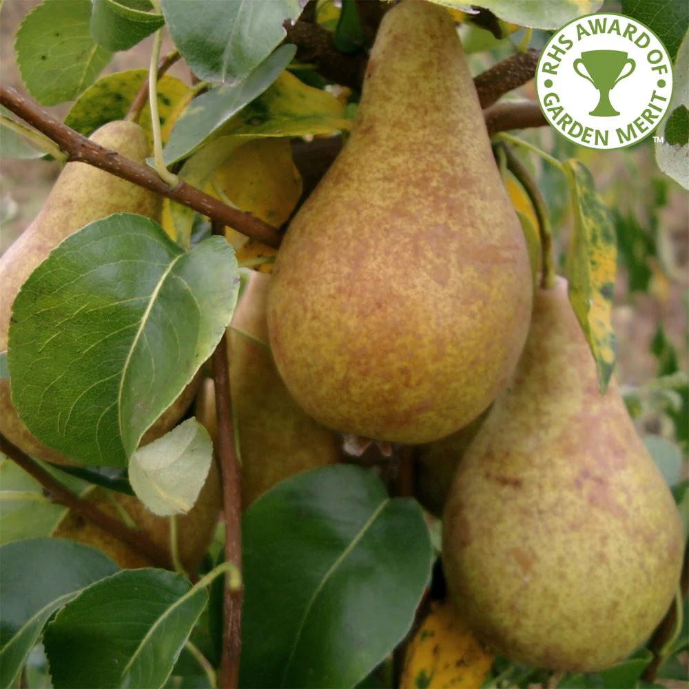 Family Pear Tree | Comice, Concorde & Conference Pear - Image 5