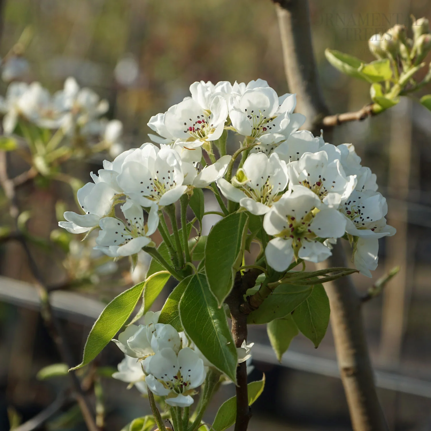 Family Pear Tree | Comice, Concorde & Conference Pear - Image 6