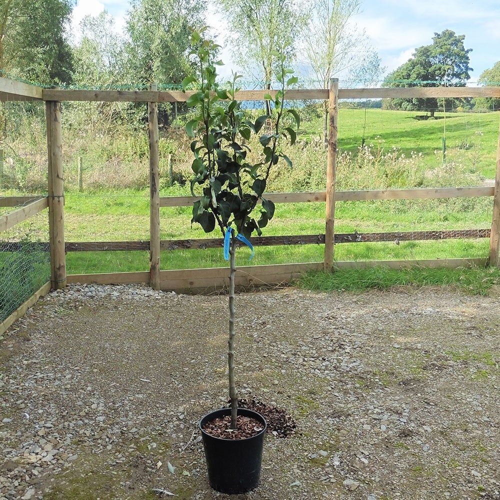 Family Pear Tree | Comice, Concorde & Conference Pear - Image 7