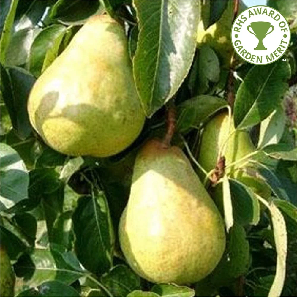 Family Pear Tree | Conference, Williams' & Comice Pear - Image 3