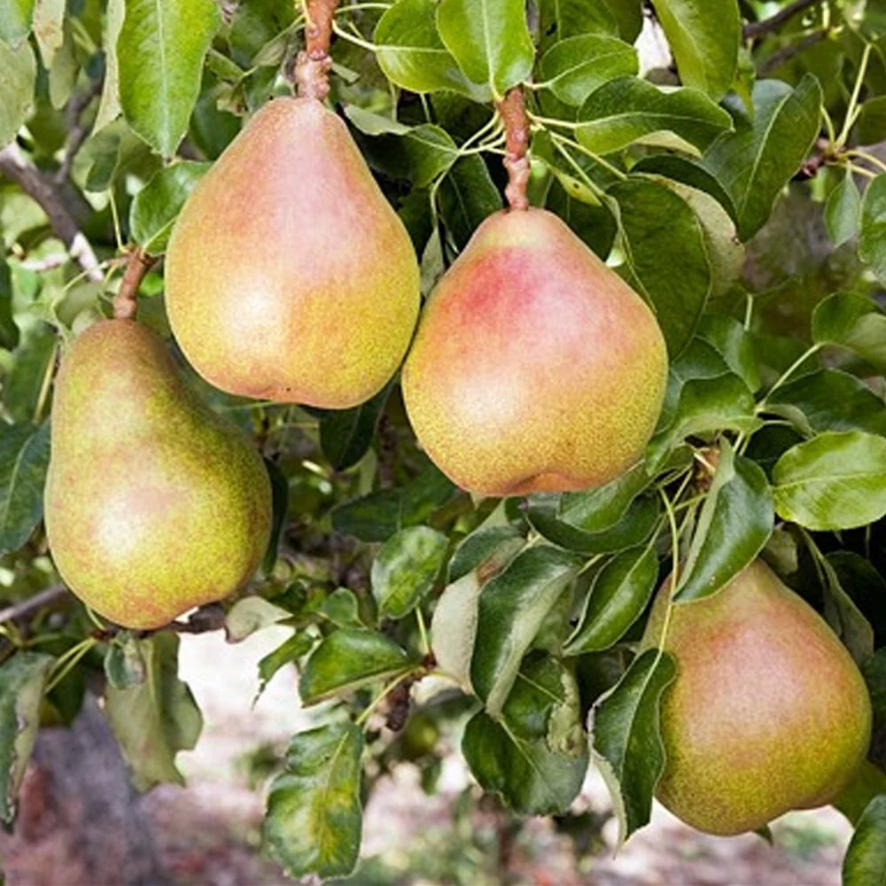 Family Pear Tree | Conference, Williams' & Comice Pear - Image 4