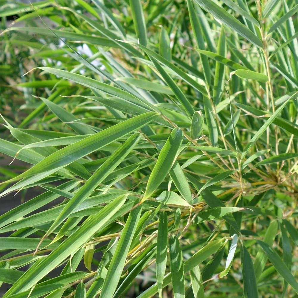Fargesia robusta 'Campbell' - Image 3