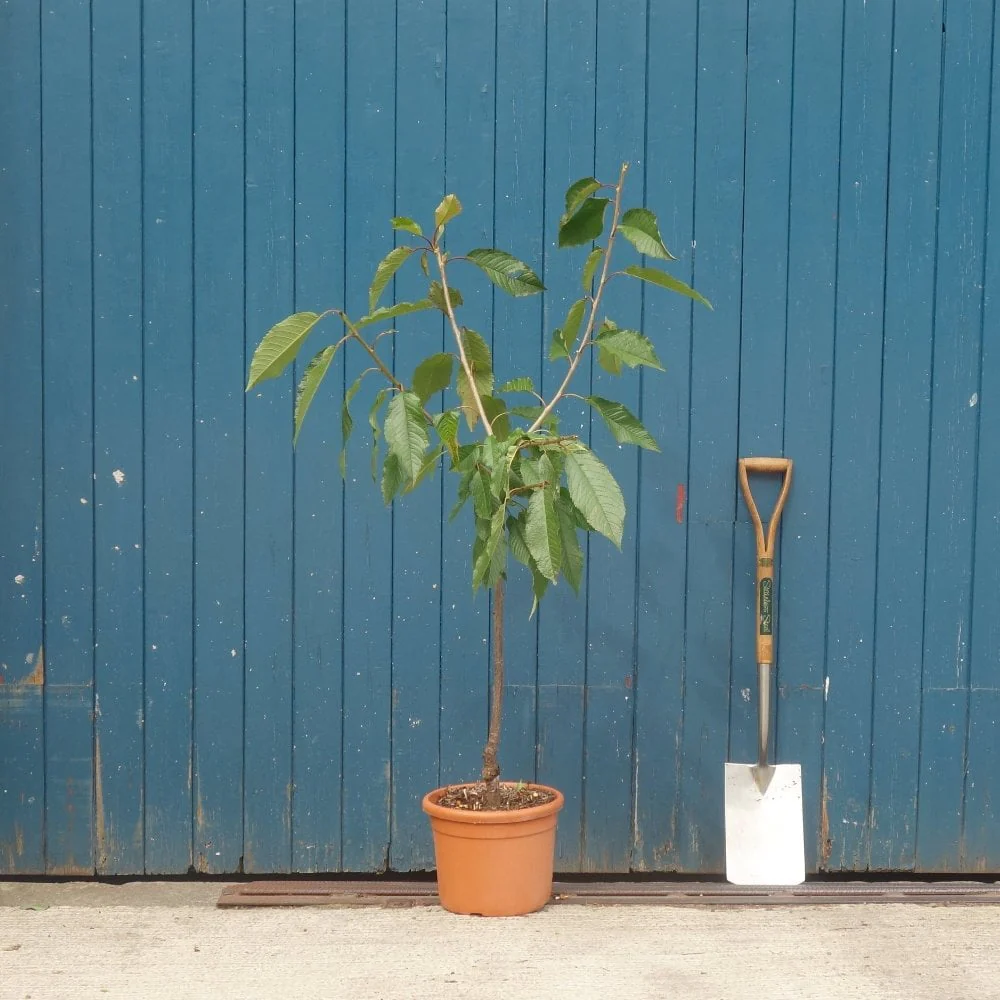 Felicita Cherry Tree - Image 2