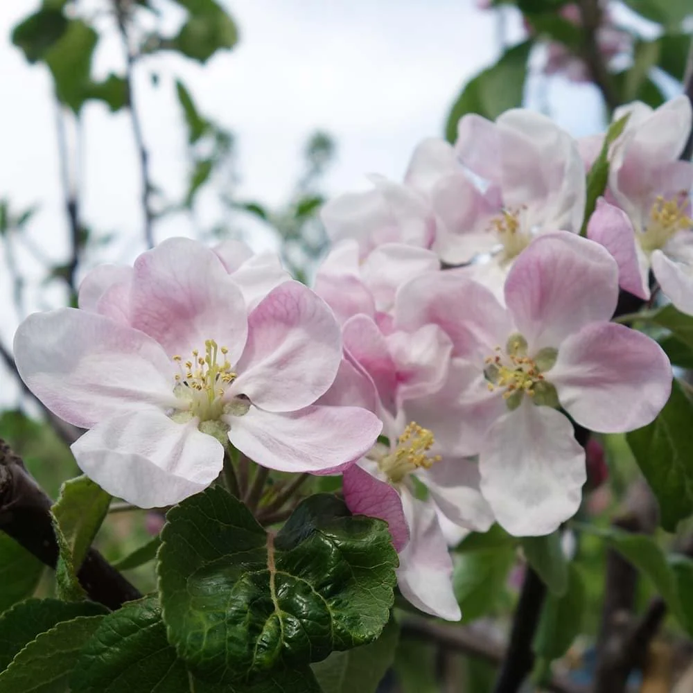 Fiesta Apple Tree - Image 3