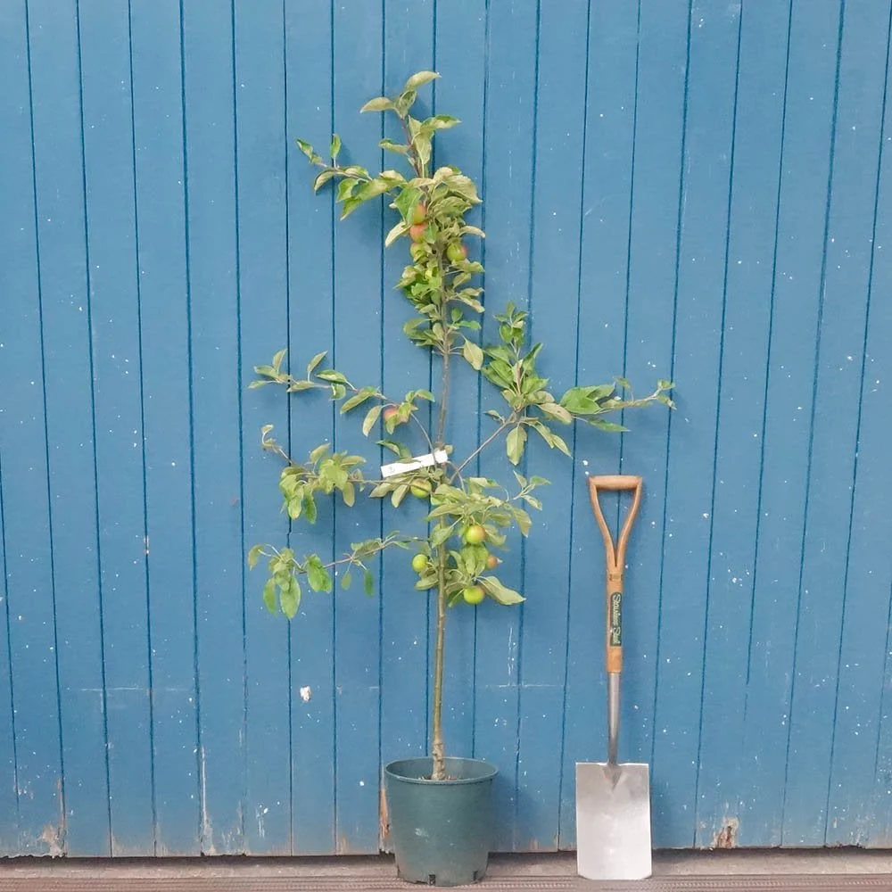 Fiesta Apple Tree - Image 4