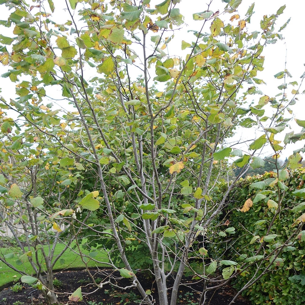 Filbert 'Cosford' Tree - Image 4