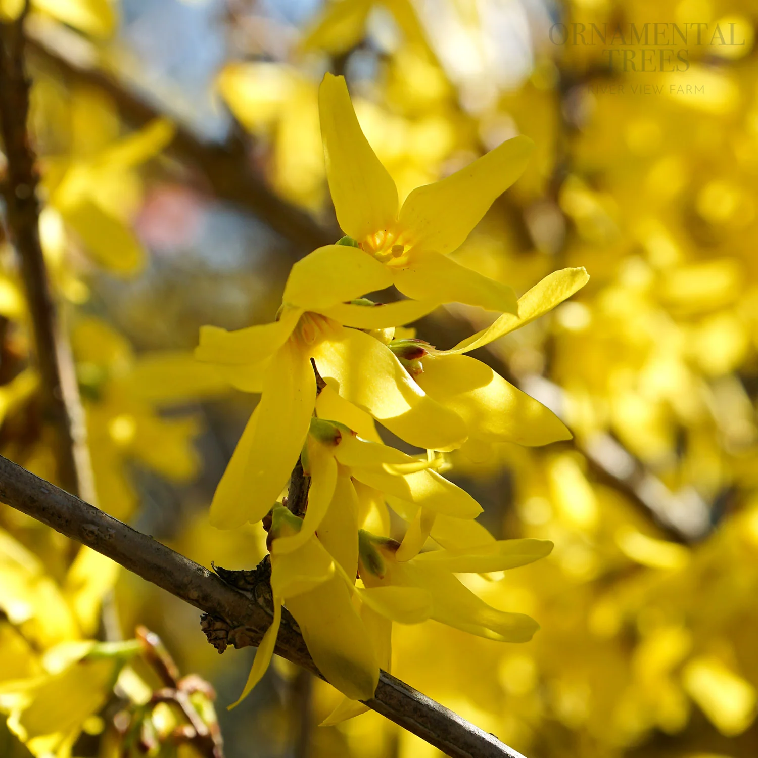 Forsythia × intermedia 'Spectabilis'
