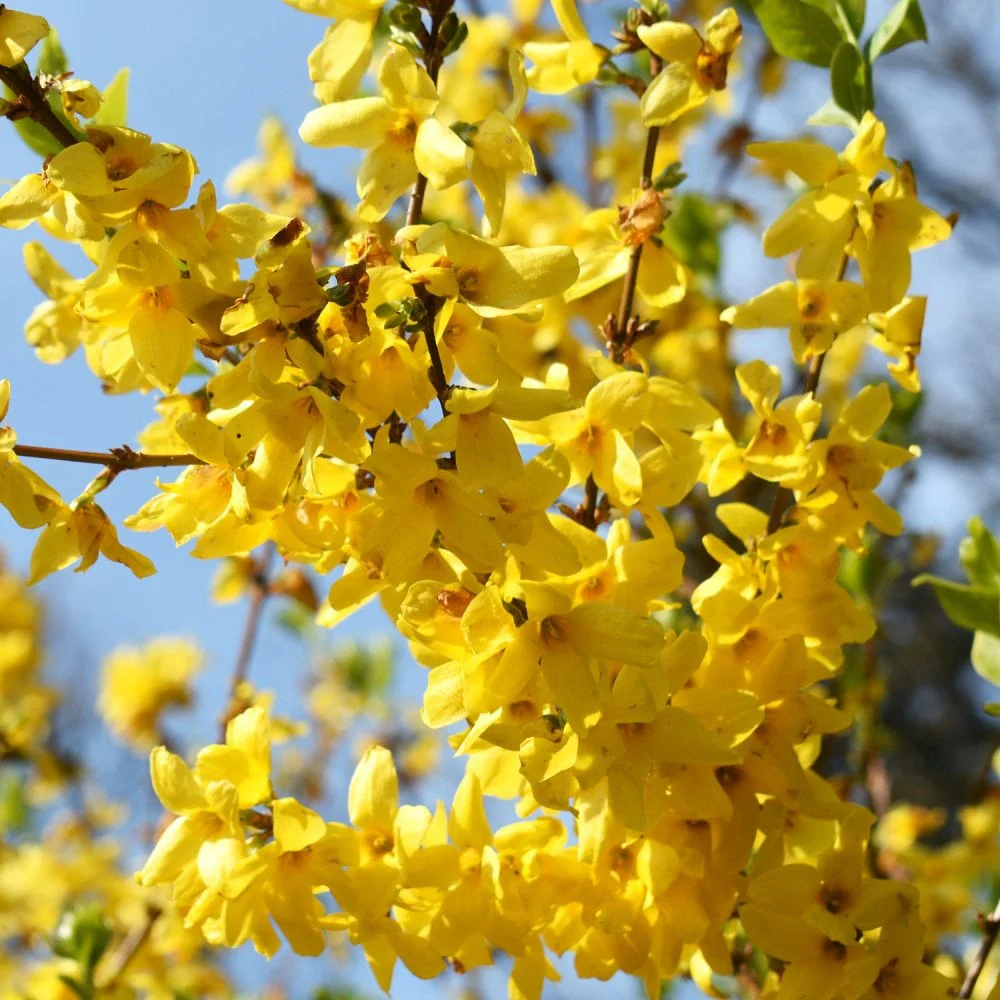 Forsythia × intermedia 'Spectabilis' - Image 2