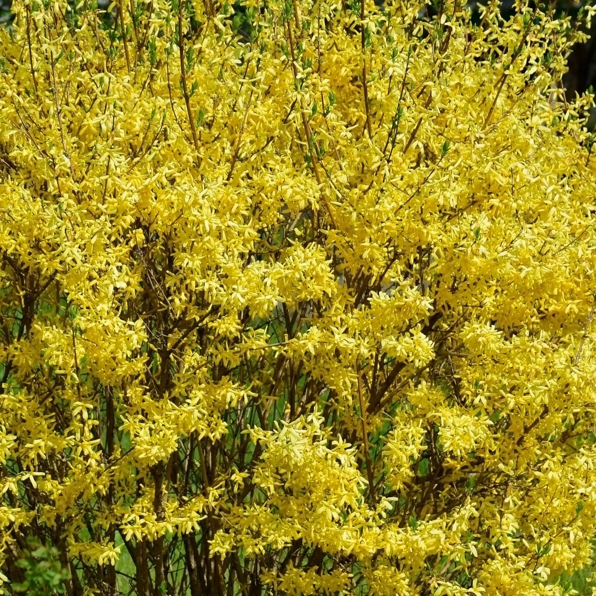 Forsythia × intermedia 'Spectabilis' - Image 3