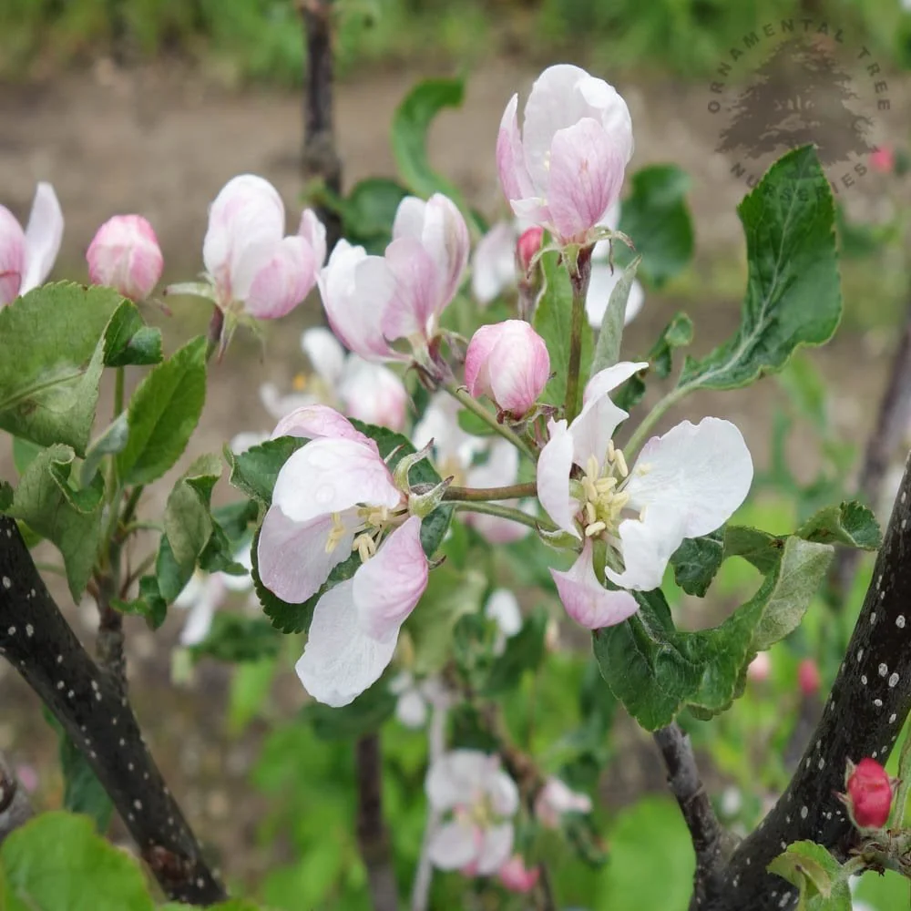 Gala Apple Tree - Image 2