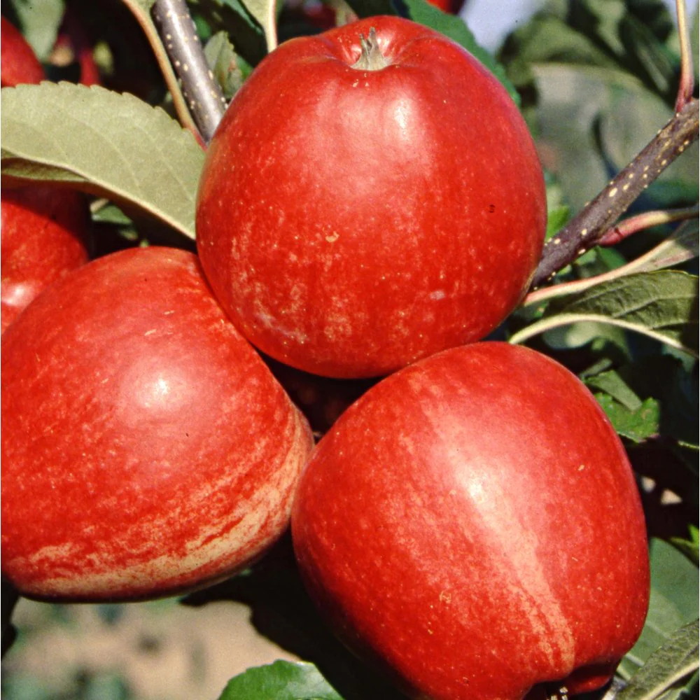 Gala Apple Tree - Image 3