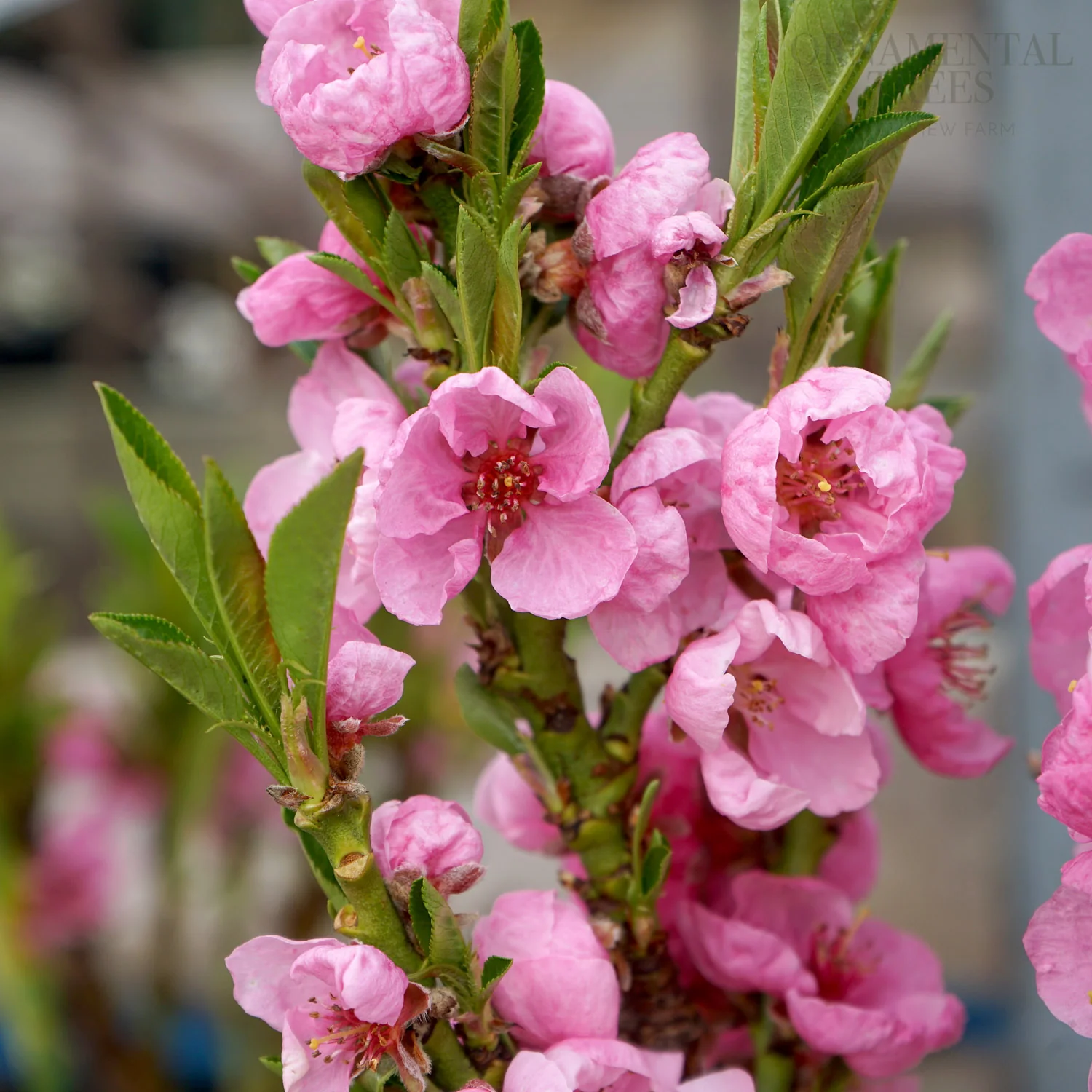 Garden Lady Dwarf Peach Tree